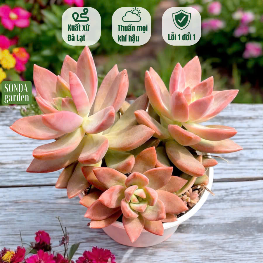 SEN ĐÁ ĐÁ ĐỎ SIZE TRUNG BÌNH SIÊU KHỎE ĐẸP LỖI 1 ĐỔI 1