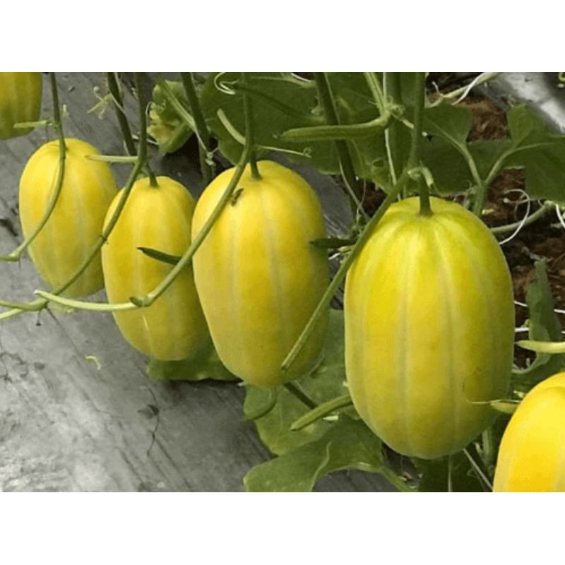 Gói 10 Hạt giống dưa lê Hàn Quốc
