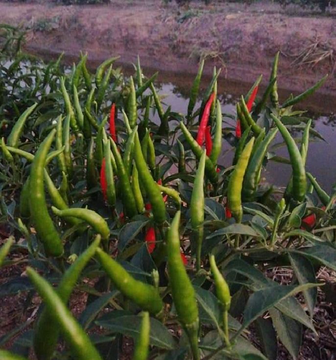 Hạt giống ớt chỉ thiên siêu cay - 30 hạt/gói