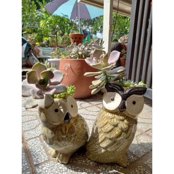 Chậu đất nung hình cú tráng men (giá 1 con)