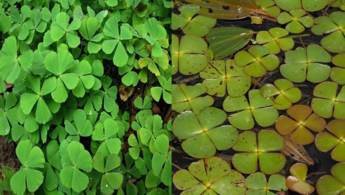 BẦU cây cỏ bợ , cây rau bợ thủy sinh