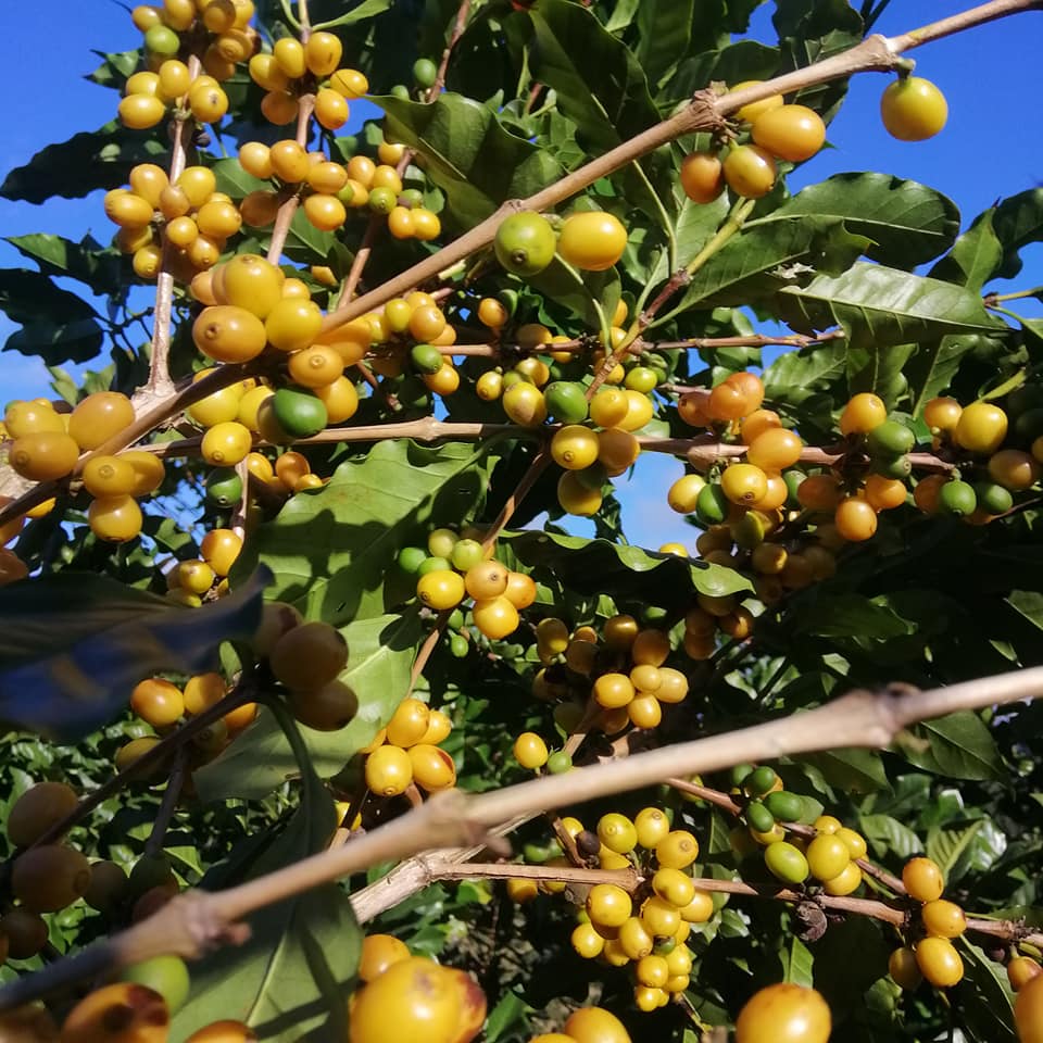 Cà phê Arabica Yellow Bourbon/ Primium Coffee