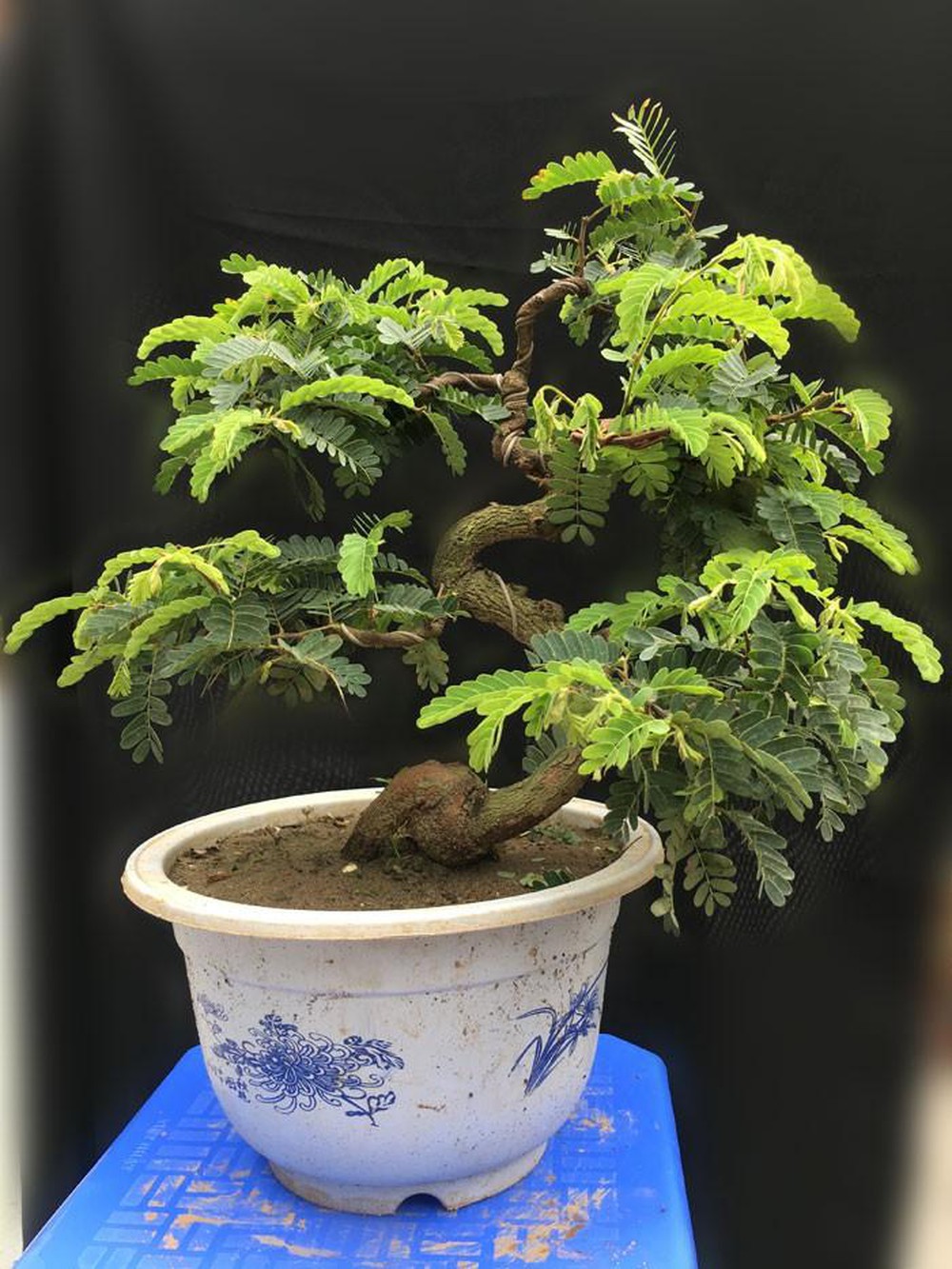 [HCM]Hạt giống cây me kiểng ngọt bonsai
