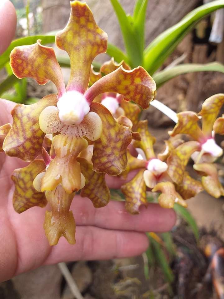 Lan Vanda thơm 1 cây