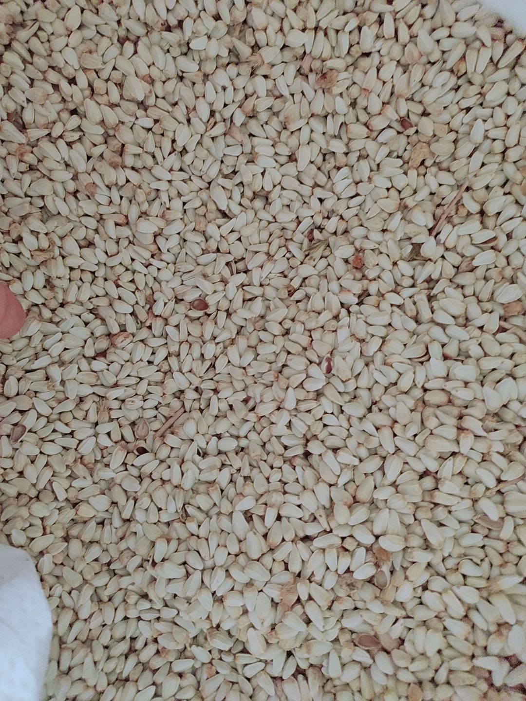 Hạt Kham - Thức ăn cho hamster, sóc, gặm nhấm,thú cưng (100GR)