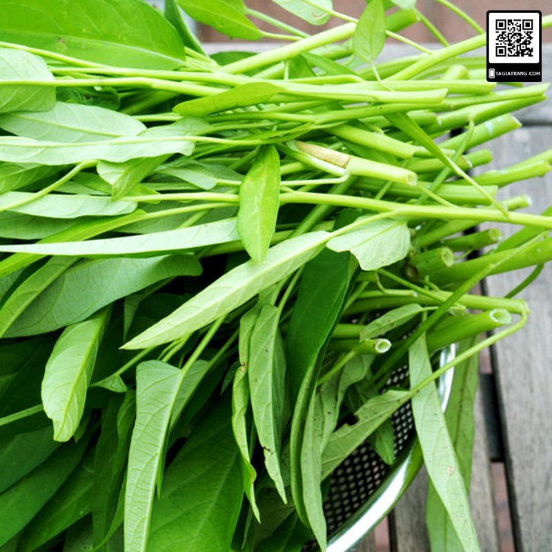 Hạt giống rau muống Thái Lan 50g