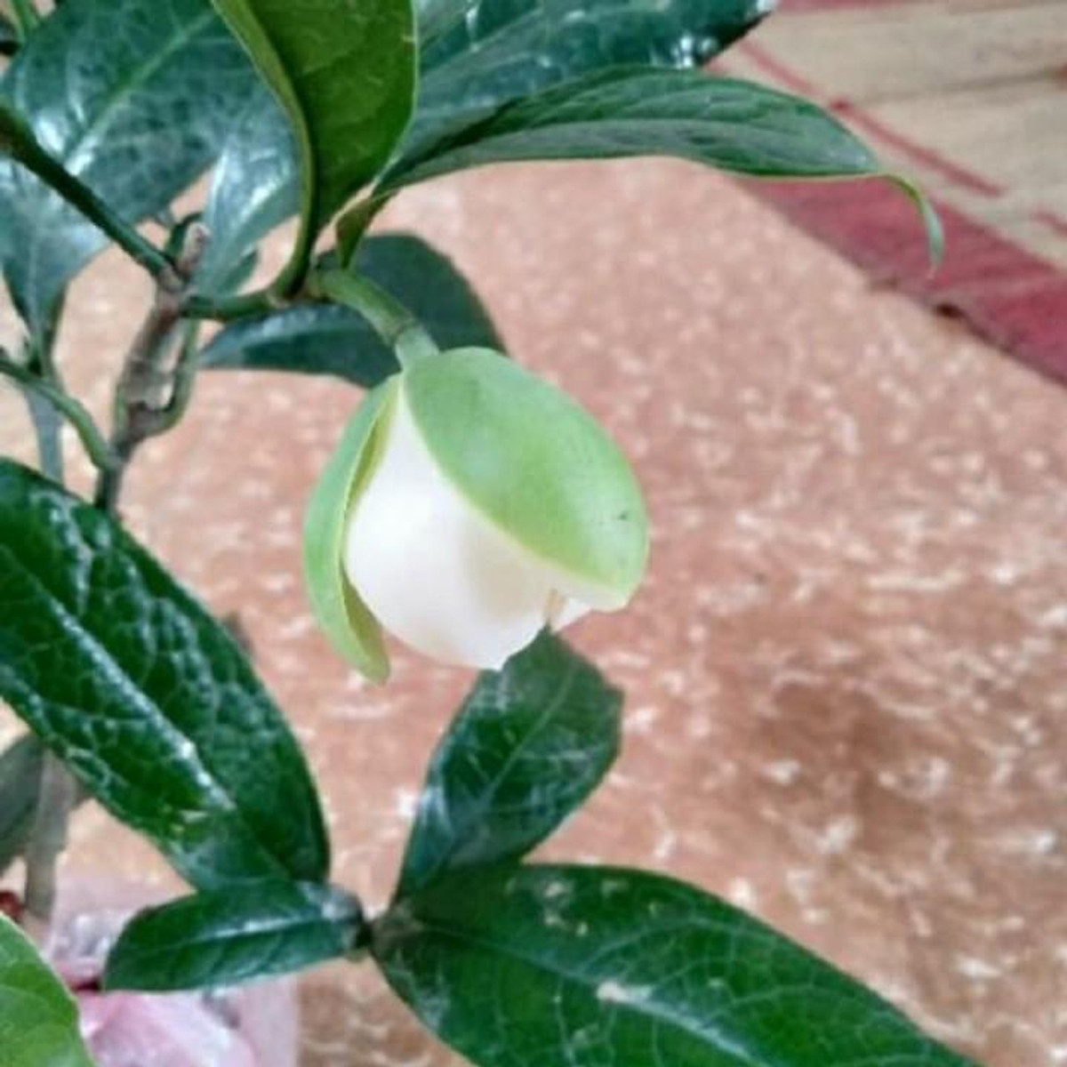 Cây hải đường trắng nhỏ