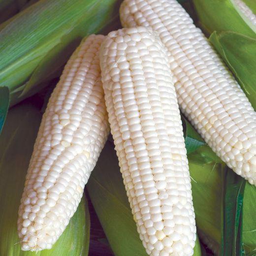 Hạt giống bắp nếp trắng ngon 100gr