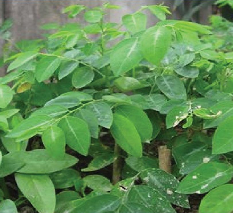 Hạt giống rau bồ ngót  - Gói 1gram