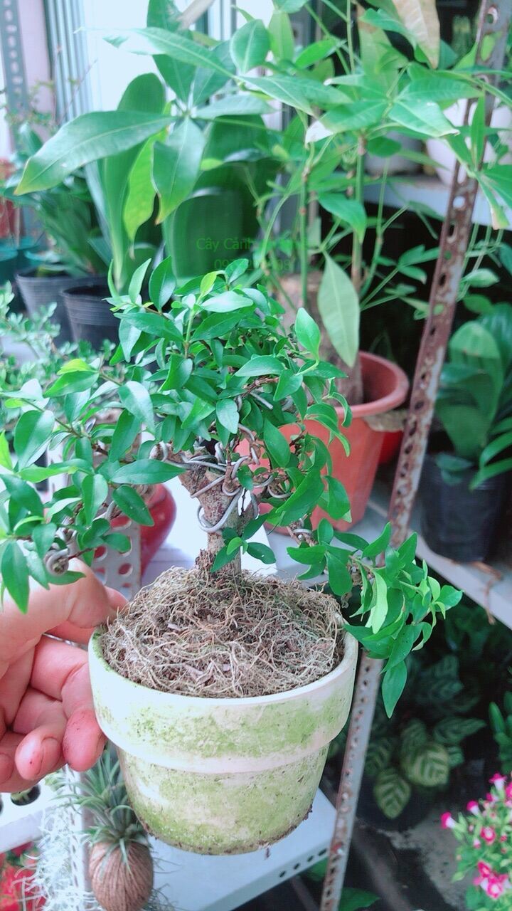 Mai Chiếu Thuỷ Bonsai