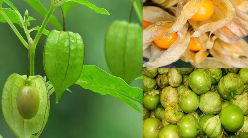 Cây Tầm Bóp khô 500g GT316