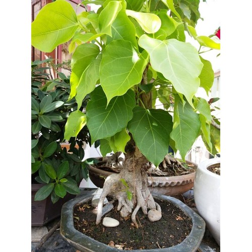 "Gói 1Gram Hạt " Hạt giống cây bồ đề ấn độ