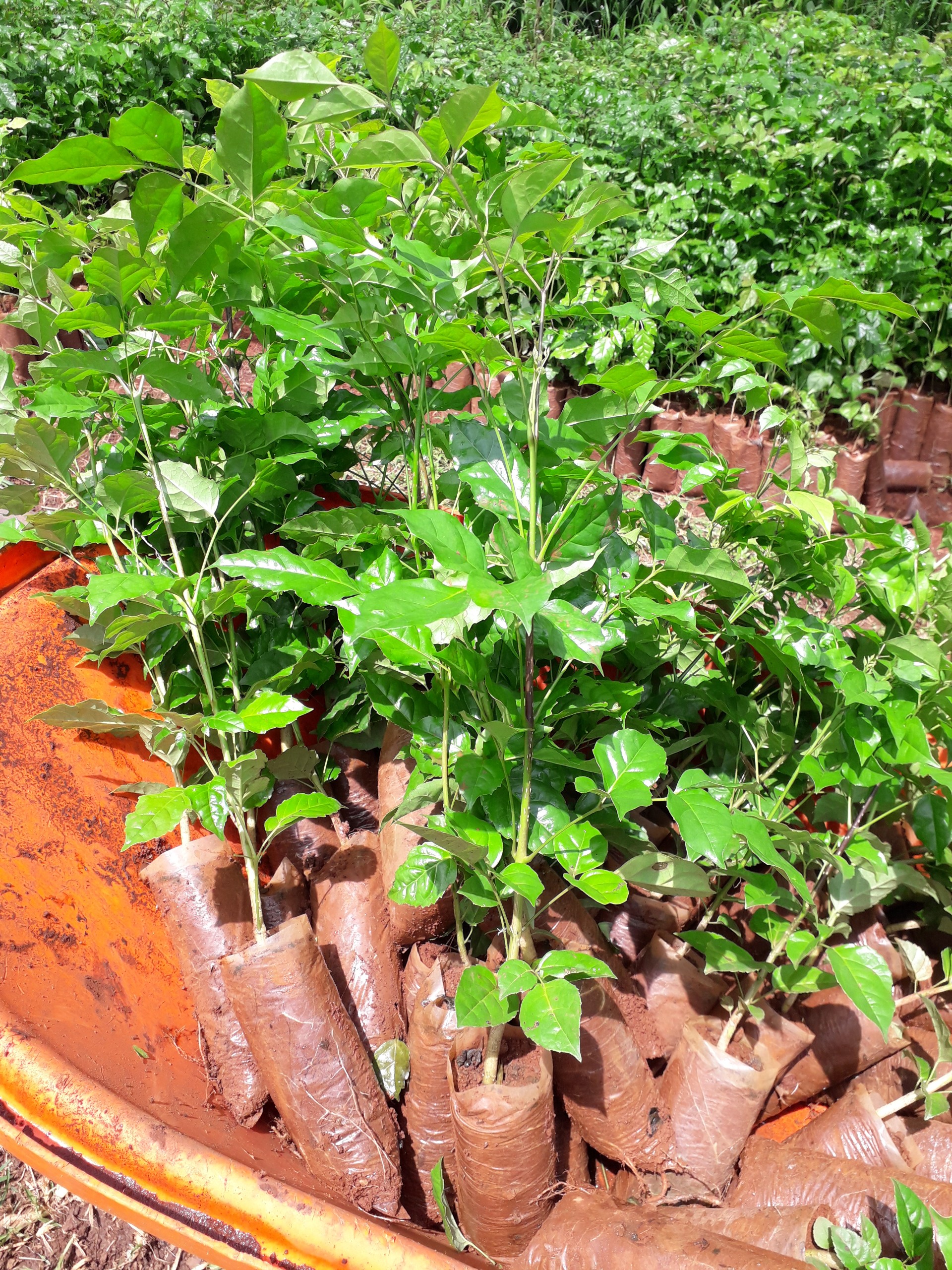 CÂY GIỐNG NÚC NÁC RỪNG SIÊU KHỎE, [ CÂY ĐẸP, SINH TRƯỞNG RẤT TỐT VÀ DỄ TRỒNG ].