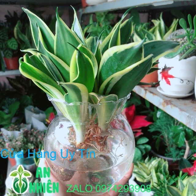 Chậu lưỡi hổ thái xanh thuỷ sinh