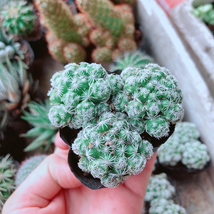 Xương rồng trứng chim