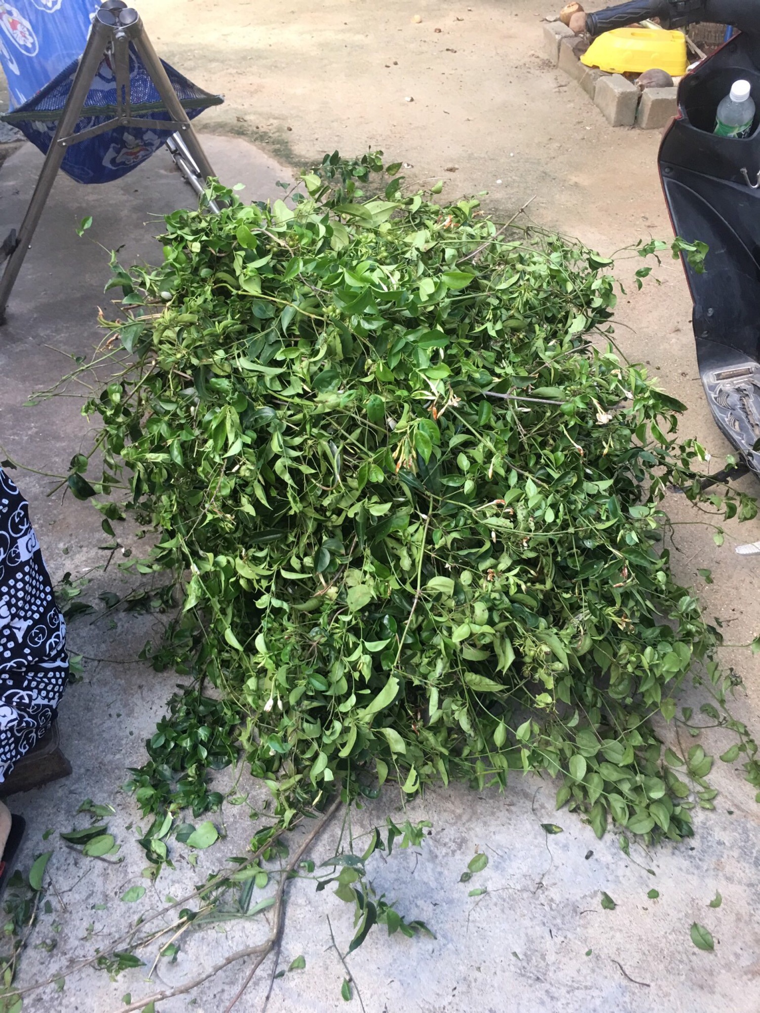 1kg lá trà vằng sẻ, đã sao vàng hạ thổ