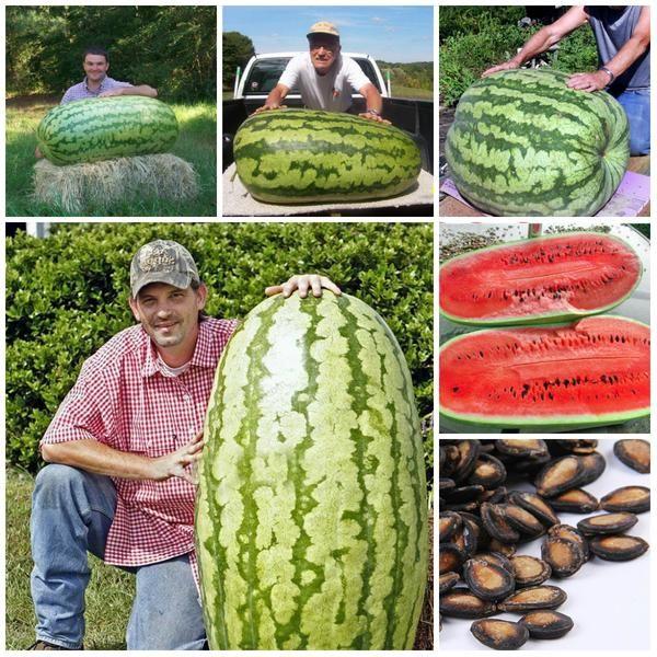 Giant Watermelon Seeds  - Sale Off
