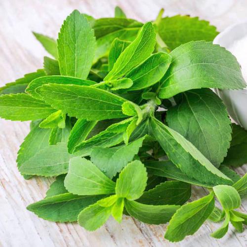 Lá cỏ ngọt sấy khô 100g - tấn phát