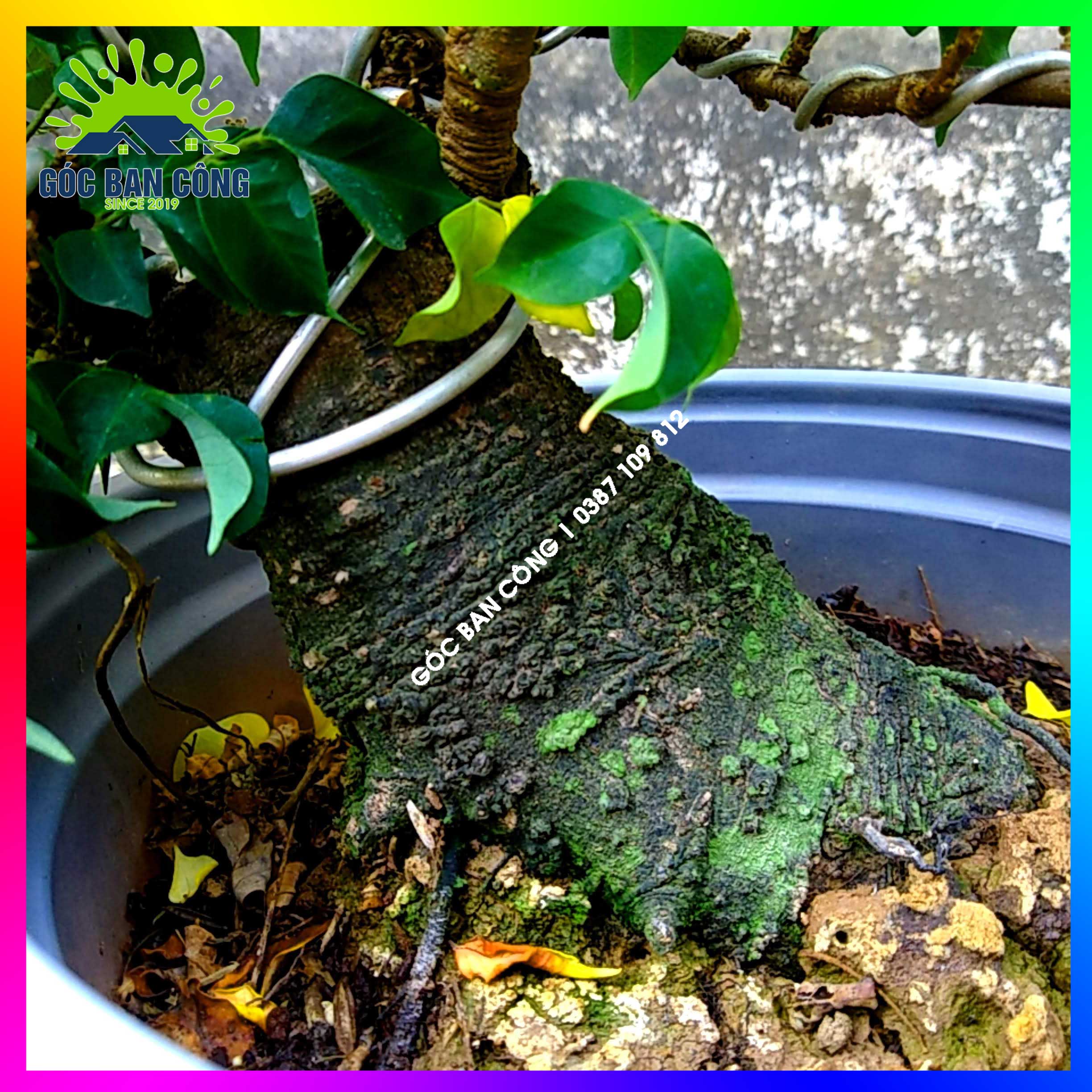 Cây Khế Bonsai Mini Gốc Quái - KBS06