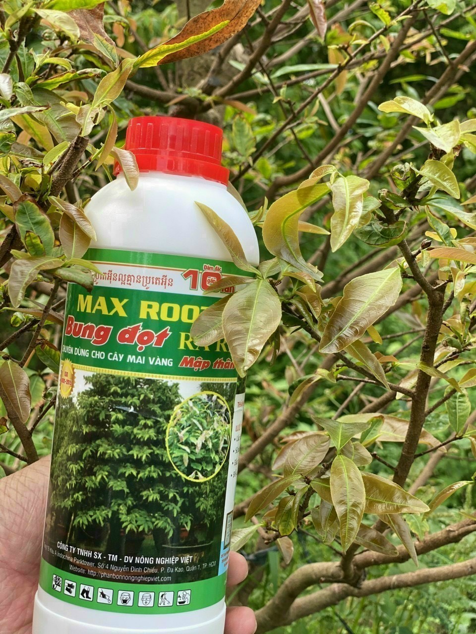 Max root bung đọt ra rễ mai vàng chai 1 lít