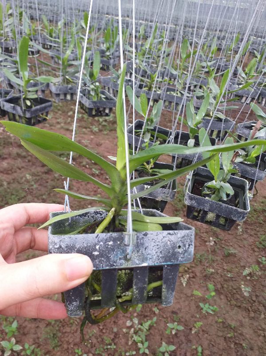 hoa phong lan tam bảo sắc hoa trắng