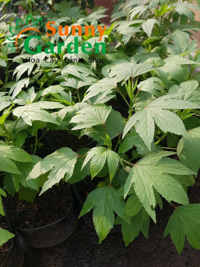 Cây Bụp Giấm (Rau Chua, Cây Giấm, Atiso Đỏ) - Chậu Rau Dược Liệu