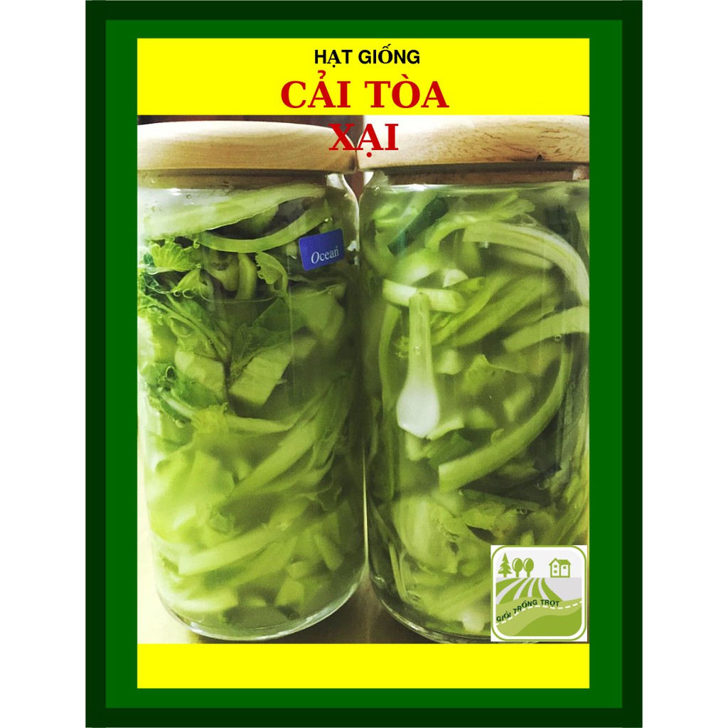 20G - Hạt Giống Cải Tòa Xại (Cải Bẹ Dưa)