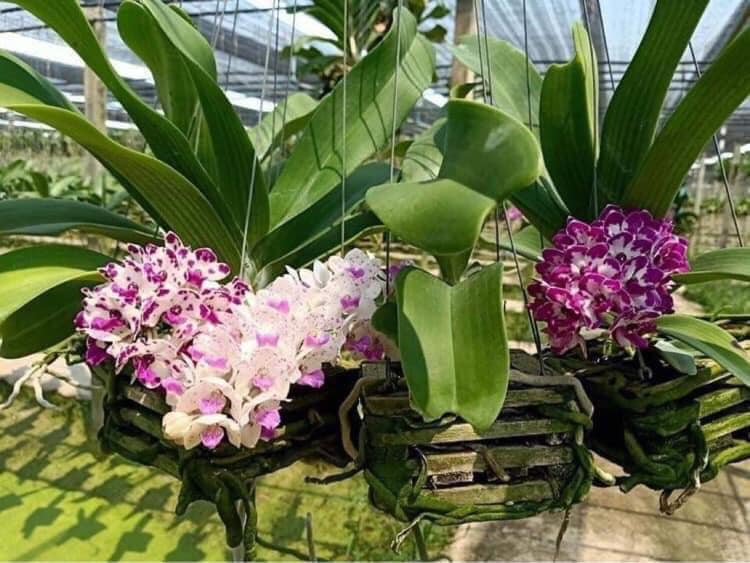 Lan đai trâu nghinh xuân,ngọc điểm đang nứt nụ, hàng gửi di nguyên chậu có đủ mặt hoa, được chọn màu, gái siêu rẻ