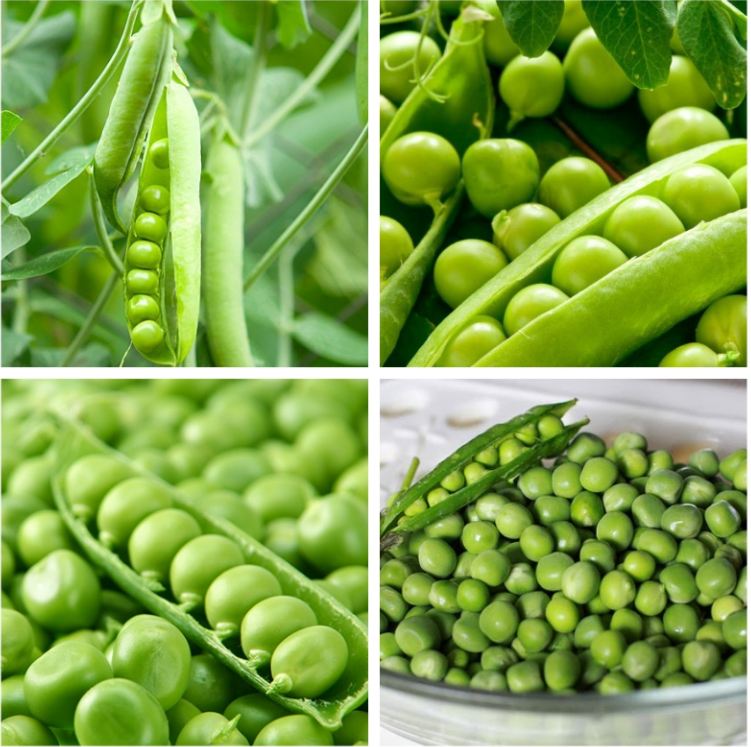 Hạt giống đậu hà lan ( Lấy hạt ) - Gói 50gram