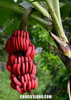 Cây chuối tây đỏ