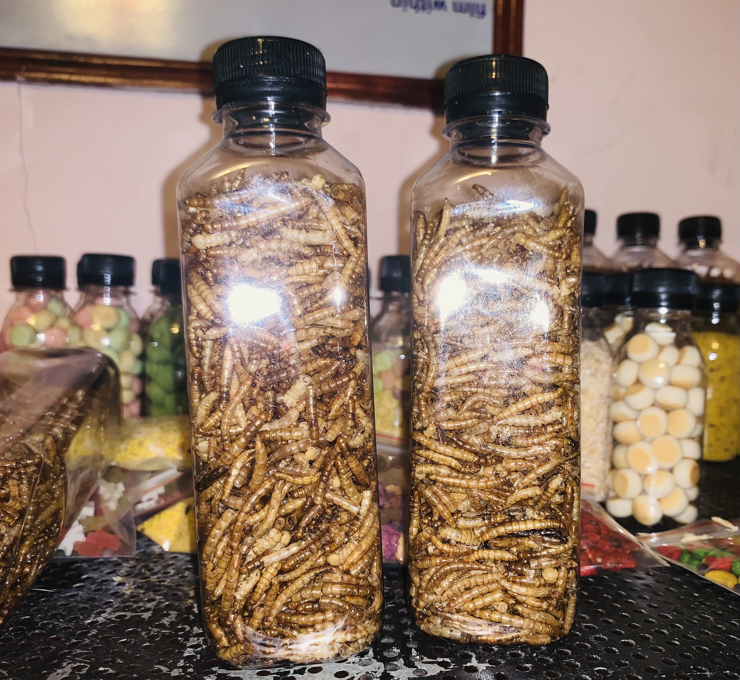 sâu khô cho Hamster