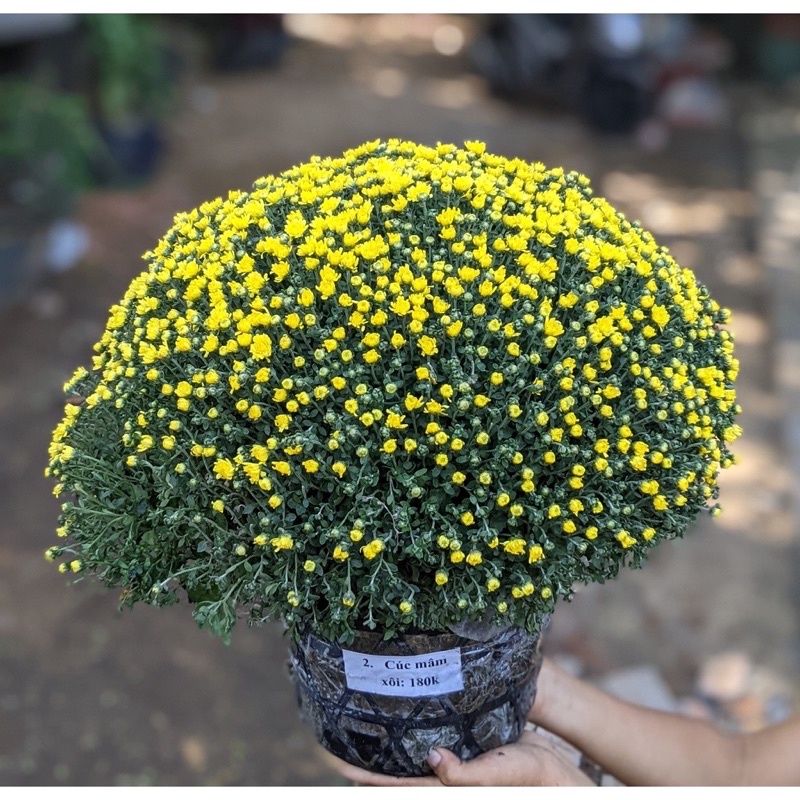hạt giống cúc mâm sôi hoa Tết (gói 200hạt mix màu)