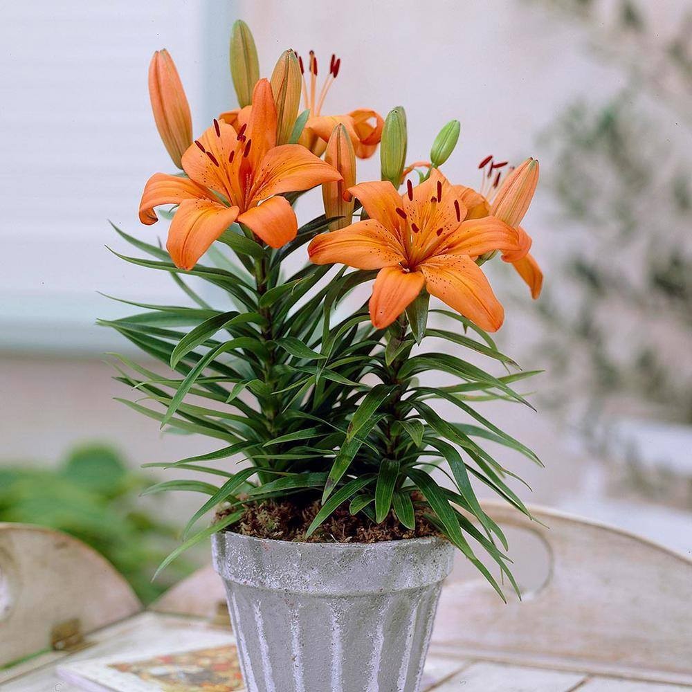 Combo 5 củ hoa ly  hoa màu cam(củ có mầm sẵn, dể trồng)