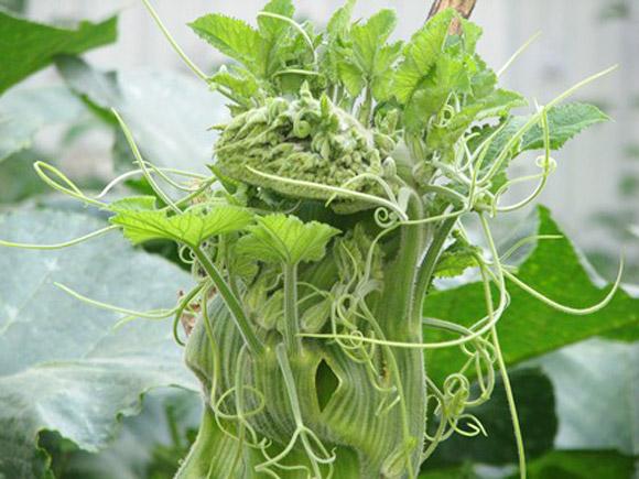 20Gr Hạt Giống Bí Siêu Ngọn (A5.103| W20*W61*M107)