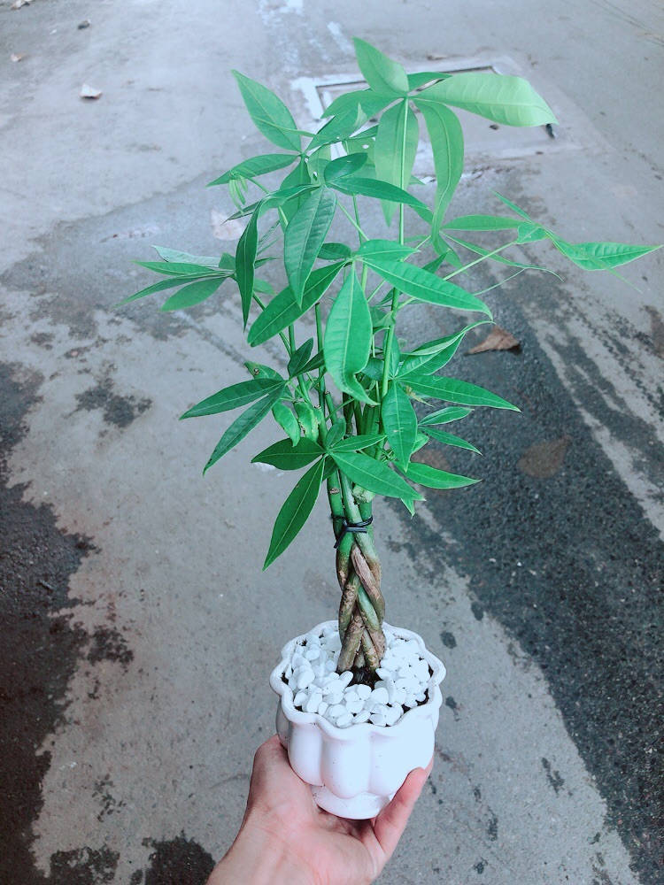 Chậu Kim Ngân