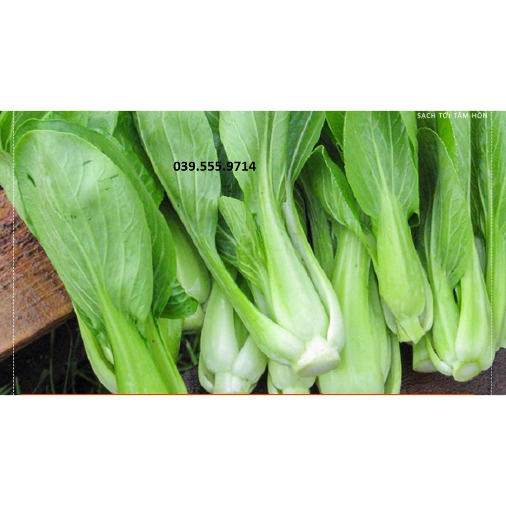 Hạt giống cải ngọt cao sản 20gam