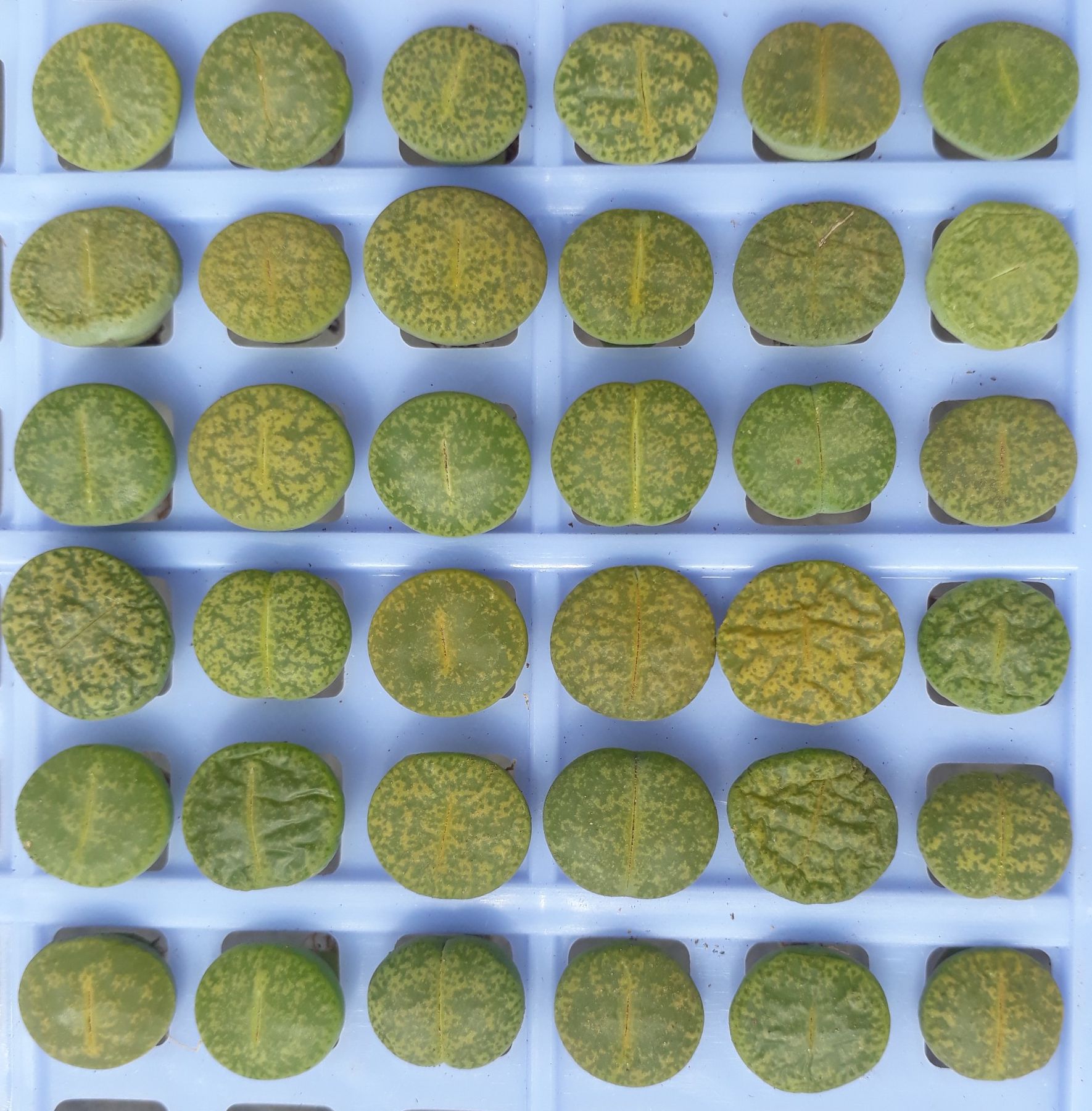 [HCM]1 Sen Mông Xanh Dòng Albinica Size 1.2 - 1.5cm (Sen Mông/Lithops/Thạch Lan)