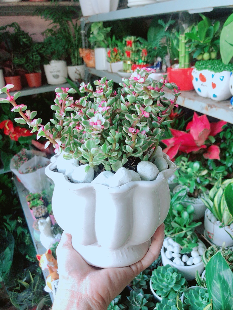 Chậu Cây Cành Vàng Lá Ngọc Thân Cổ Thụ