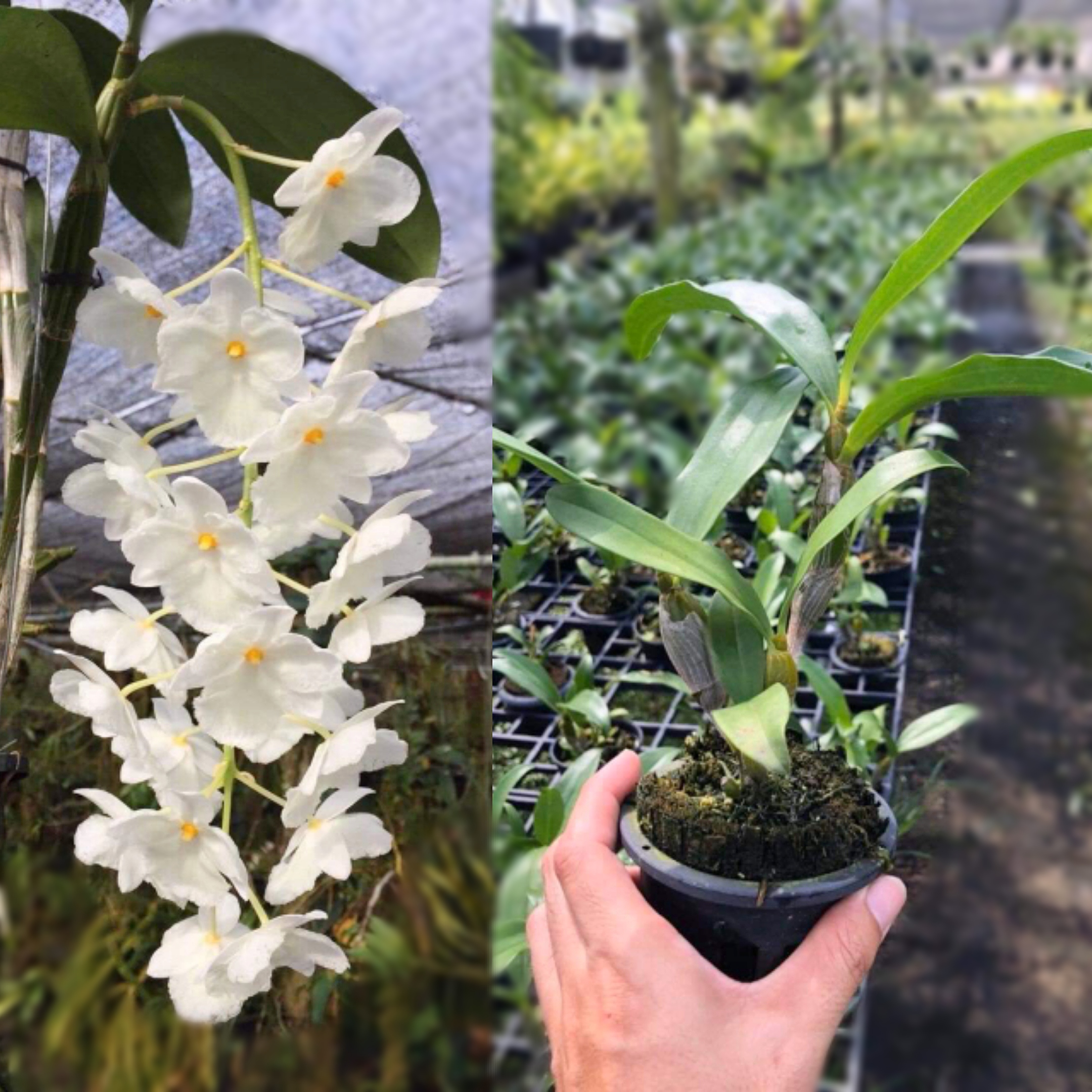 Lan Kiều Trắng Trắng - Đột Biến