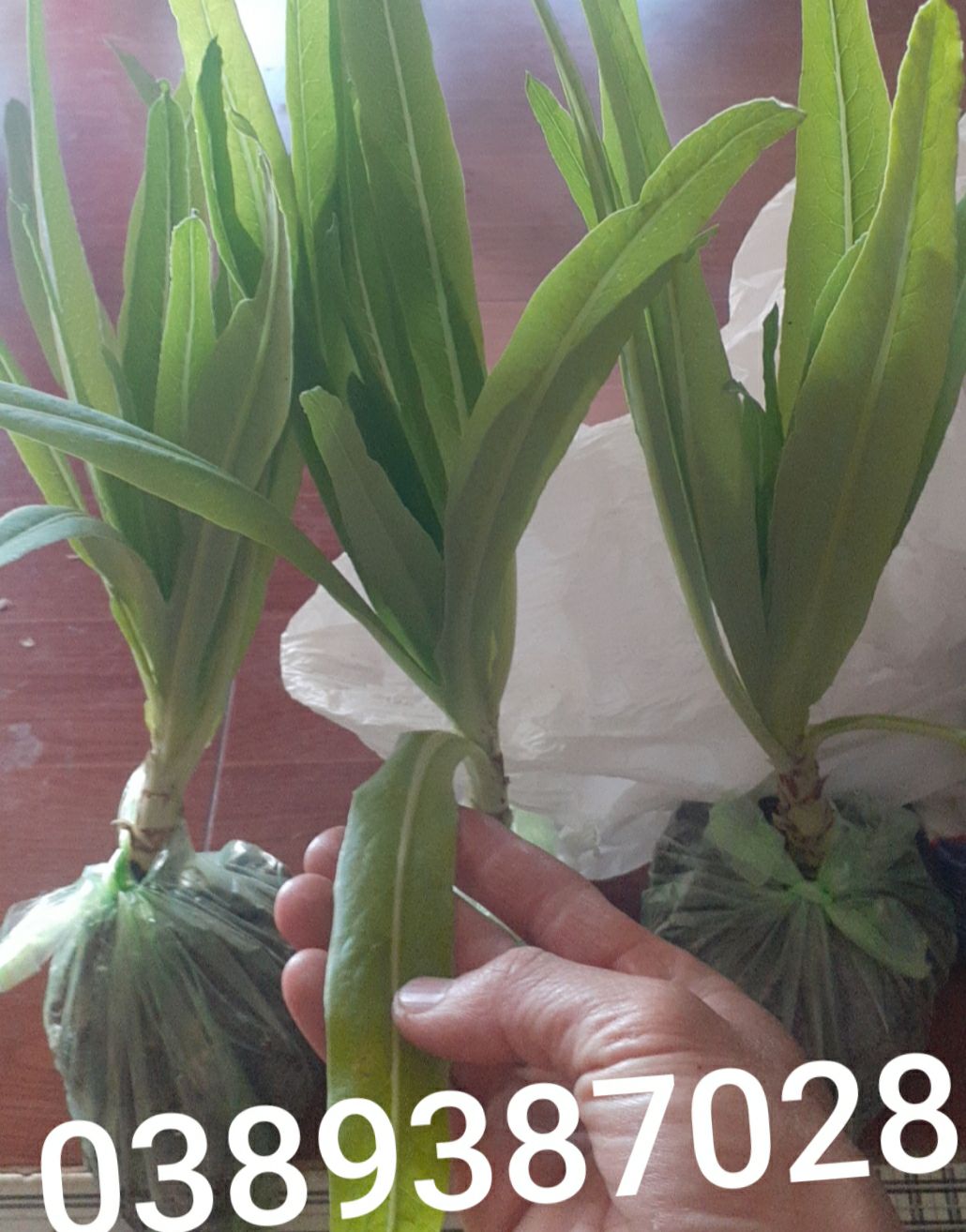 cây bồ công anh giống