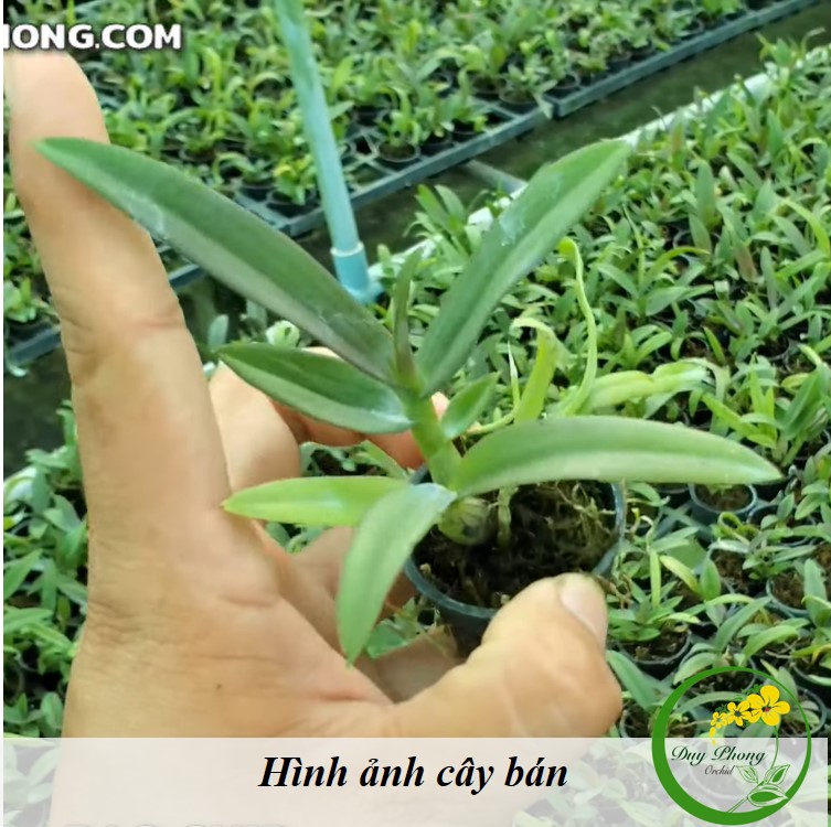 DENDRO MINI CHỚP