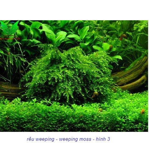 Rêu Weeping sing vĩ 10*10 cm