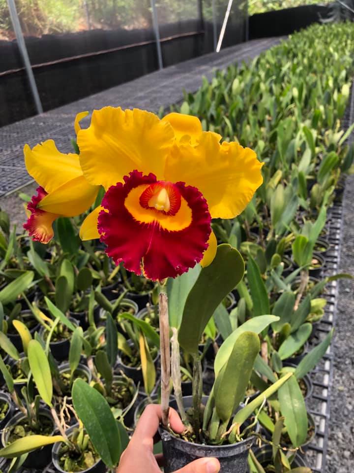 Cattleya- KIM THÁI BÌNH- chậu trưởng thành