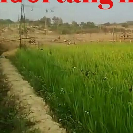 20m lưới bẫy chim sẻ,chòe,chào mào cao 6m ( 5 viền 4 túi)
