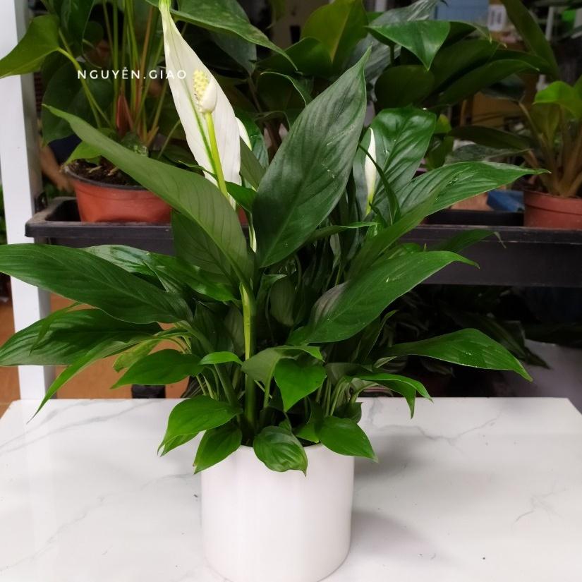 Cây lan ý chậu sứ để bàn dễ chăm sóc