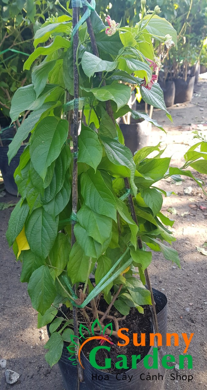 Cây Sử Quân Tử ( Trang Leo), Cao 50-70cm - Cây Cảnh