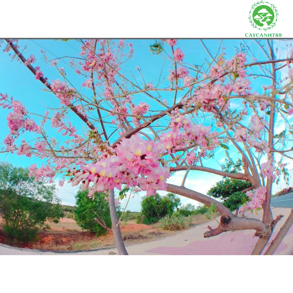 Cây đỗ mai giống cao 40-50 cm .
