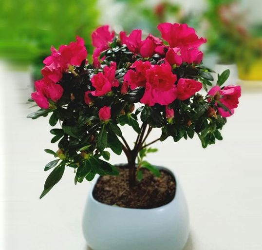 Cây đỗ quyên đang ra hoa