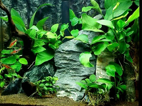 [Hoàn Tiền 10%] Cây Ráy Lá Tròn
