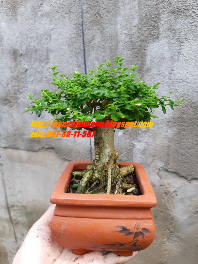 Sam hương mini TẶNG CHẬU